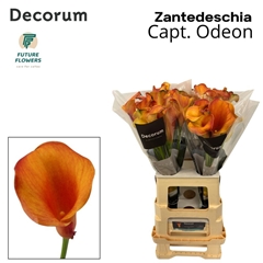 Zantedeschia Captain Odeon 65cm