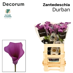 Zantedeschia Durban 60cm