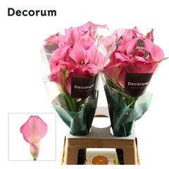 Zantedeschia Zazu 70cm