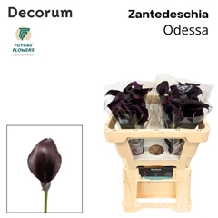 Zantedeschia Odessa 50cm