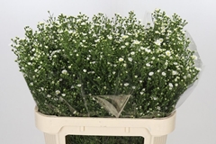 Aster Paquita 80cm 40gr.
