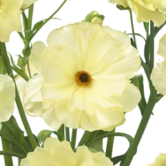 Ranunculus Butterfly Litai 60cm 35gr.