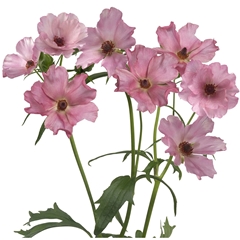 Ranunculus Butterfly Isis 70cm 35gr.