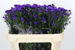 Aster Astee Dark Milka 70cm 15gr.