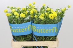 Ranunculus Butterfly Phytalos 60cm 30gr.