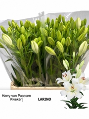 Lily La Larino 90cm 5+