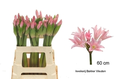 Amarcrinum 60cm