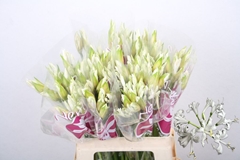 Nerine Bianca Perla 60cm