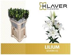 Lily Oriental Severn 85cm 4+