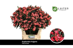 Euphorbia Fulgens Spray Marielle 80cm 15cm Hd