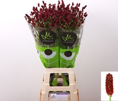 Sanguisorba Officinalis Red Dream 80cm