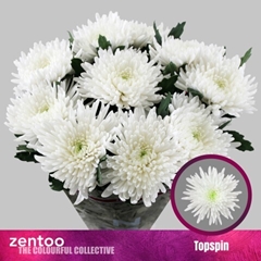 Chrysanth Single Topspin 70cm 90gr.