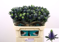 Eryngium Supernova Questar 70cm