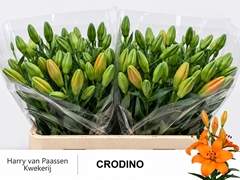 Lily Asiatic Crodino 85cm 5+
