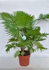 Livistona Rotundifolia 29Ø 110cm