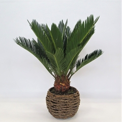 Cycas Revoluta 20Ø 50cm