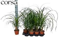 Beaucarnea Recurvata 14Ø 70cm