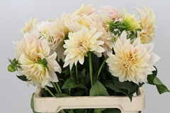 Dahlia Café Au Lait 55cm