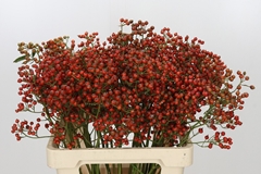 Rosa Autumn Rosefruits 60cm