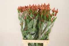 Celosia Celway Salmon 75cm