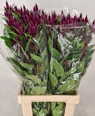 Celosia Celway Purple 75cm