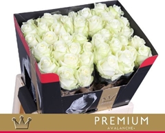Rosa Avalanche+ 60cm