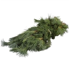 Pinus Strobus Per Bunch