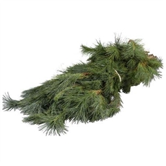 Pinus Strobus Per Kilo