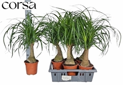 Beaucarnea Recurvata 17Ø 80cm