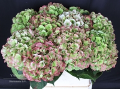 Hydrangea Verena Classic 80cm 21-23cm Hd