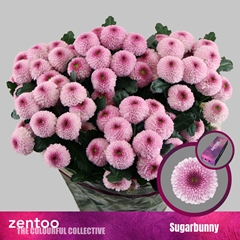 Chrysanth Spray Sugarbunny 70cm 85gr.