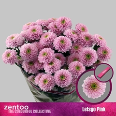 Chrysanth Spray Letsgo Pink 65cm 80gr.