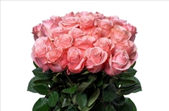 Rosa Be Sweet 70cm