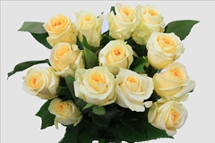 Rosa Crème De La Crème 60cm