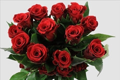 Rosa Fortune 60cm