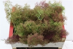 Decoration Green Mix 5cm