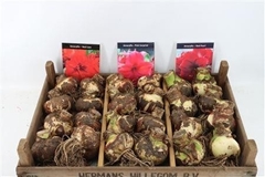 Hippeastrum Mix 15cm
