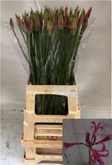 Nerine Favourite 70cm