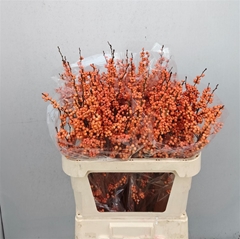 Ilex Verticillata Winter Gold 80cm