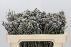 Brunia Silver 50cm