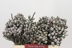 Brunia Silver 40cm