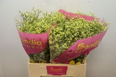 Limonium Sinense China Summer 60cm 30gr.