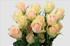 Rosa Frutteto 60cm