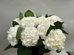 Hydrangea Royal Princess 60cm 16-18cm Hd