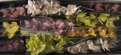 Cymbidium Mix 60cm