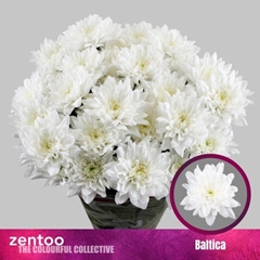 Chrysanth Spray Baltica 70cm 100gr.