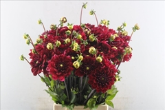 Dahlia Red Runner 57cm