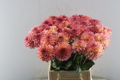 Dahlia Chanel 40cm