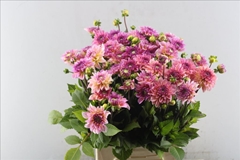 Dahlia Esli 45cm