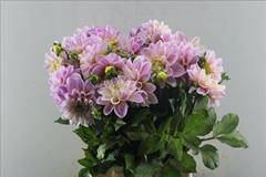 Dahlia Sweet Nathalie 50cm